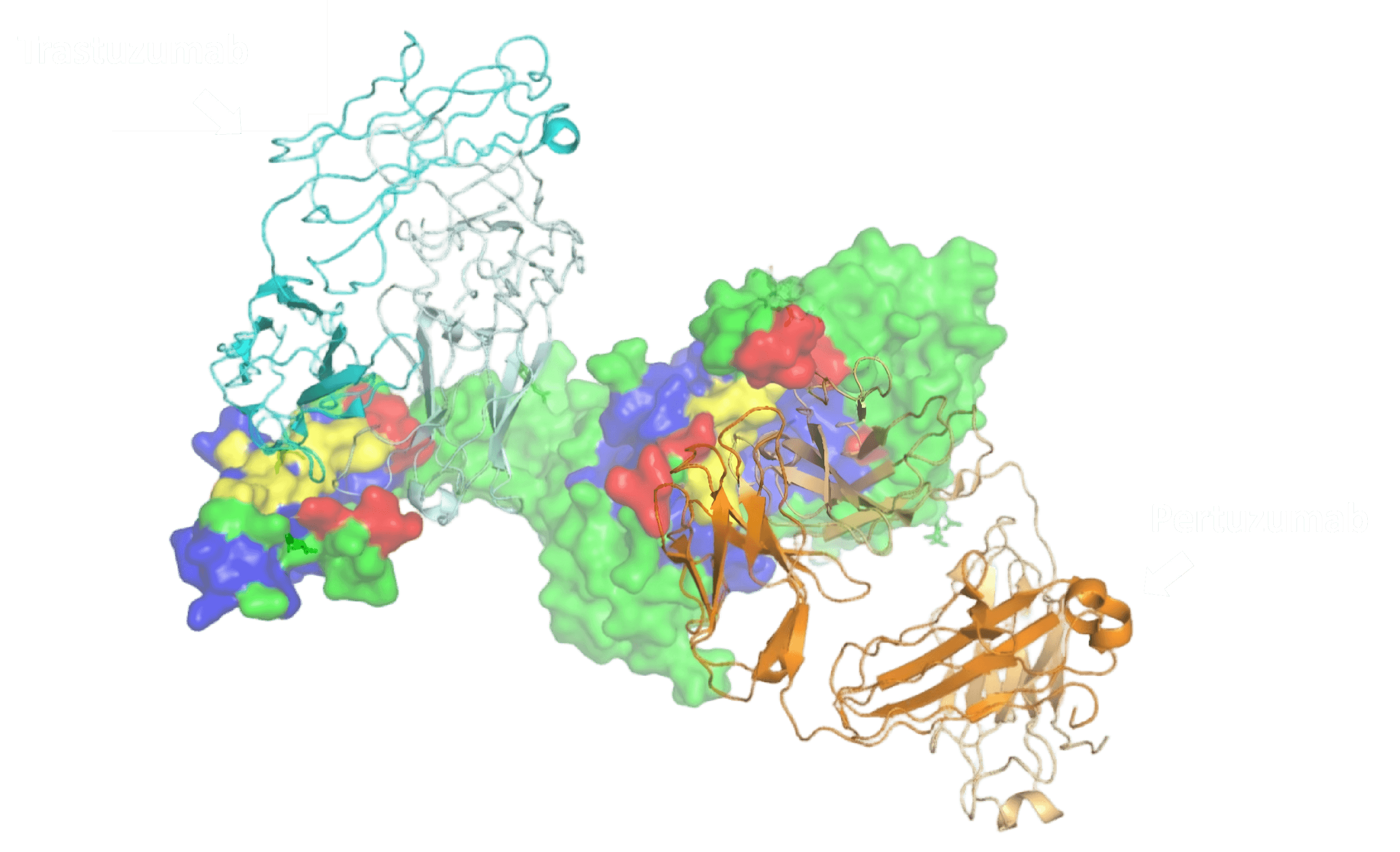 HER2 Trastuzumab/Pertuzumab Prediction Comparison