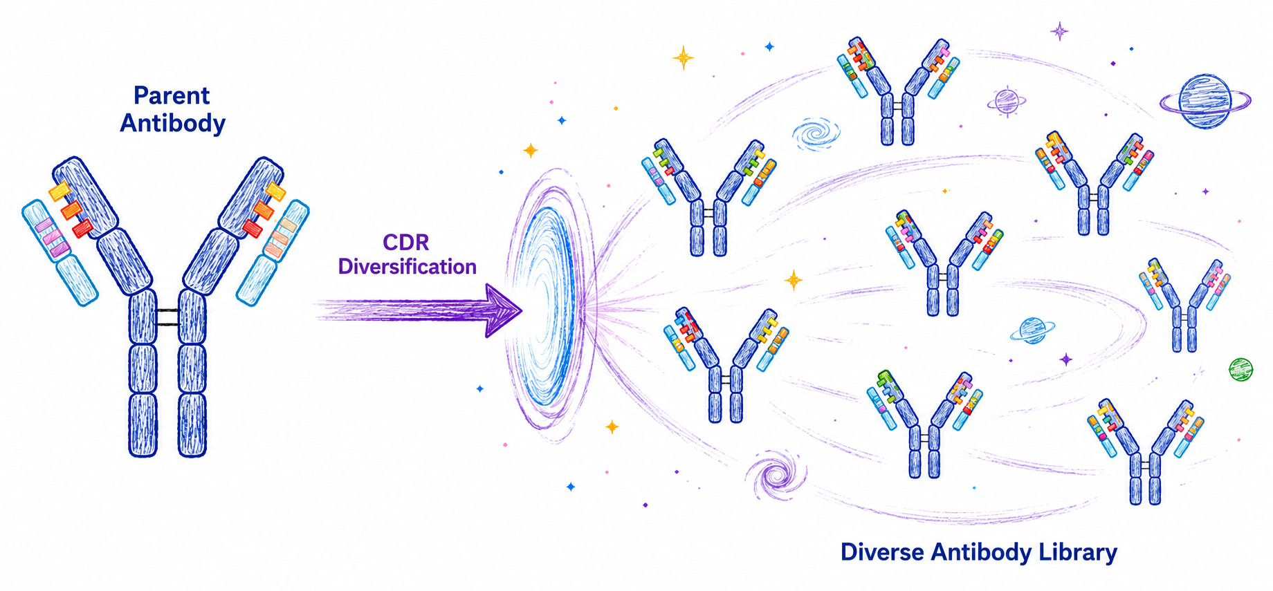 CDR Diversification Now Available: One Great Antibody, Unlimited Design Possibilities